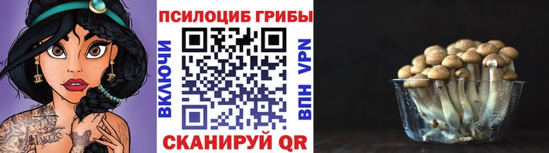 Псилоцибиновые грибы Cubensis  Купить закладки  Новопавловск 